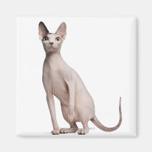 Sphynx (13 months old) magnet