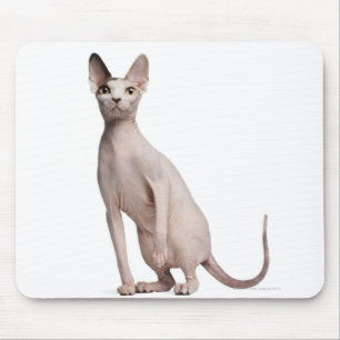 Sphynx (13 months old) mouse pad