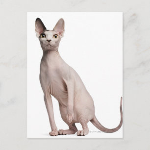 Sphynx (13 months old) postcard