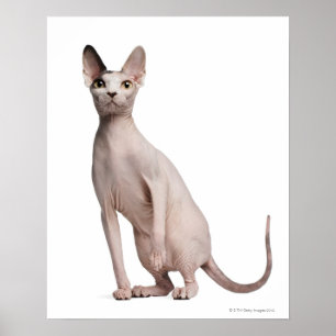 Sphynx (13 months old) poster