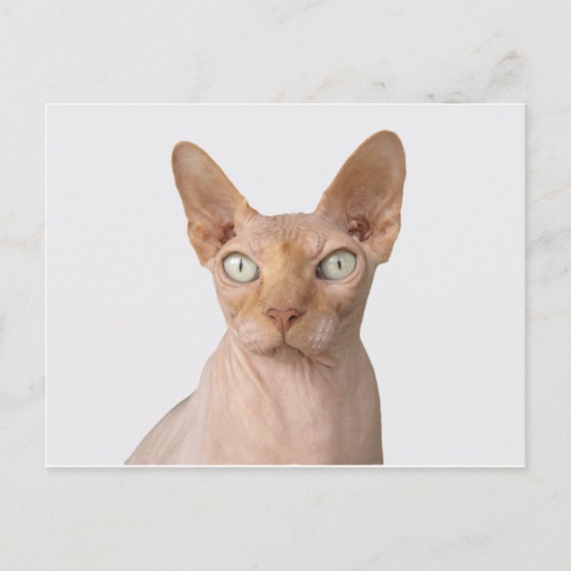 sphynx 3.png postcard (Front)