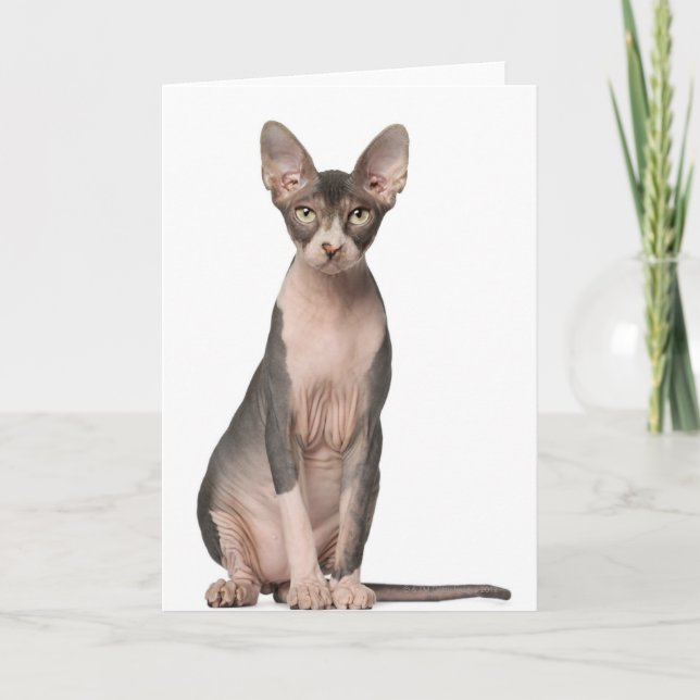 Sphynx (7 months old) sitting card (Front)