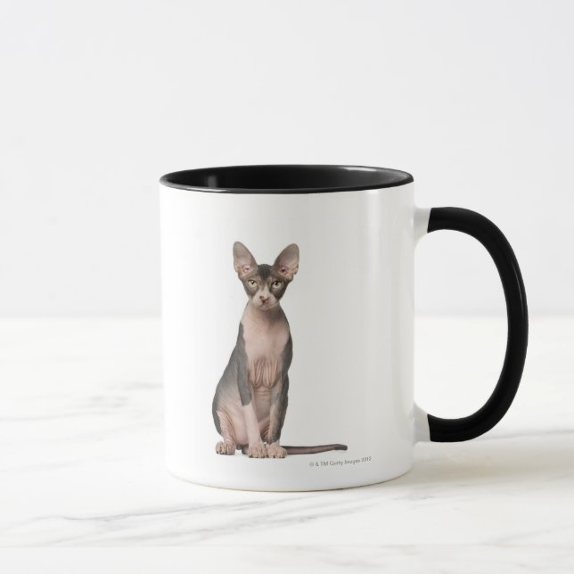 Sphynx (7 months old) sitting mug (Right)