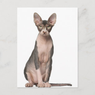 Sphynx (7 months old) sitting postcard