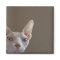 Sphynx Cat Magnet