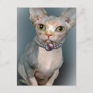 Sphynx Cat Postcards