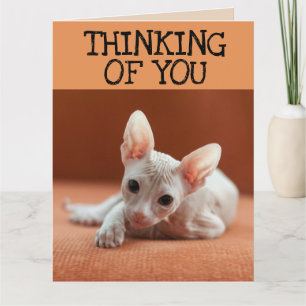 SPHYNX CAT THINKING OF YOU GREETING CARD