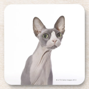 Sphynx Cat with surprised expression Coaster