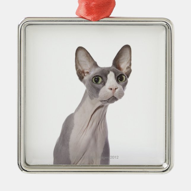 Sphynx Cat with surprised expression Metal Ornament (Front)