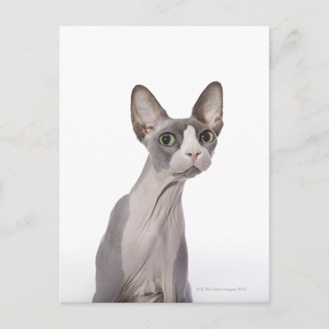 Sphynx Cat with surprised expression Postcard (Front)