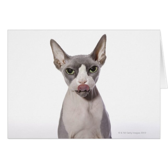Sphynx Cat with tongue out (Front Horizontal)