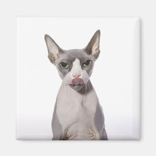 Sphynx Cat with tongue out Magnet