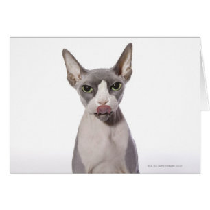 Sphynx Chat avec langue sortie