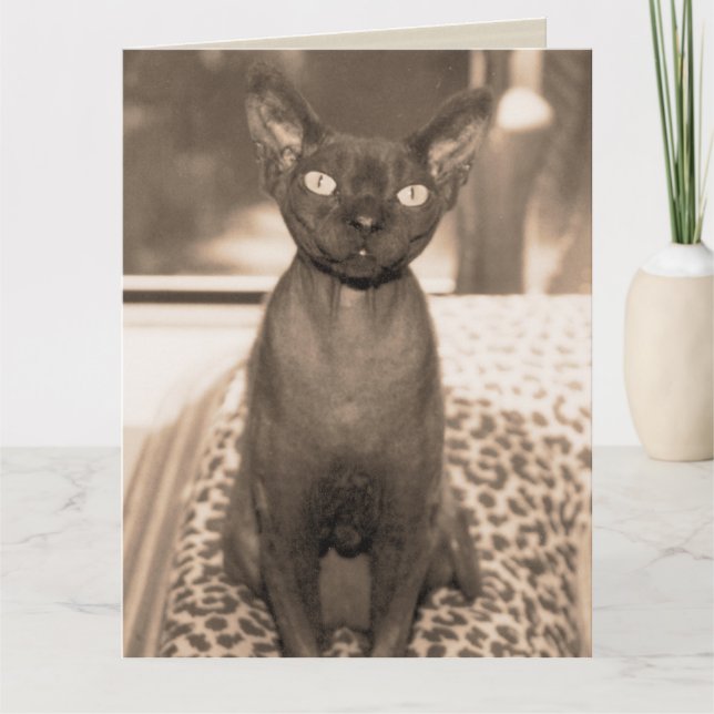 Sphynx Devon Rex Cat Large Sepia Photograph Card (Front)