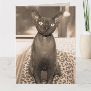 Sphynx Devon Rex Cat Large Sepia Photograph Card