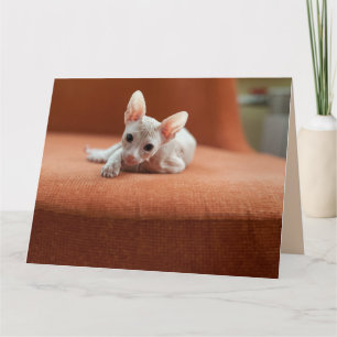 SPHYNX HAIRLESS CAT BIRTHDAY GREETING CARDS