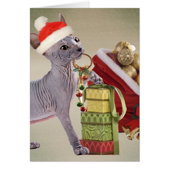 Sphynx Kitten Christmas Card