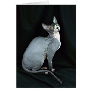 Sphynx, noir et blanc