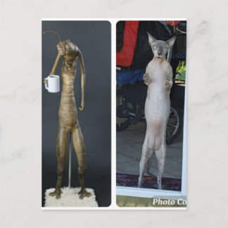 Sphynx Silly - Gibs compared to MiB alien Postcard