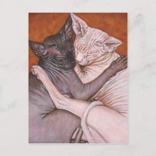 Sphynx Sphinx Cat Cats Nap Time Postcard
