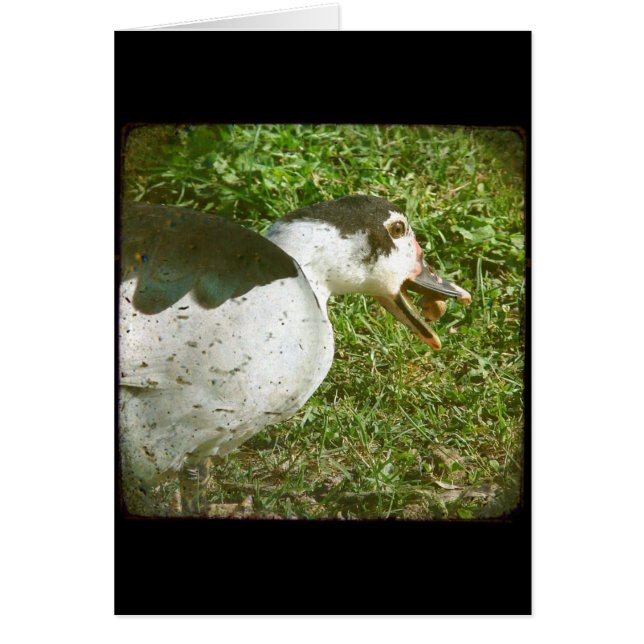 Spice Eats an Acorn (Front)