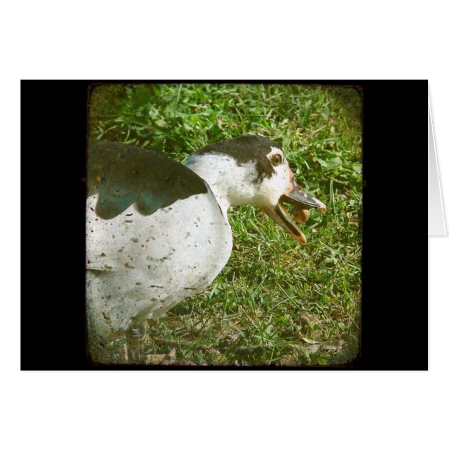 Spice Mange un maïs (Devant horizontal)