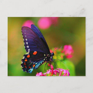 Spicebush Swallowtail Butterfly Postcard