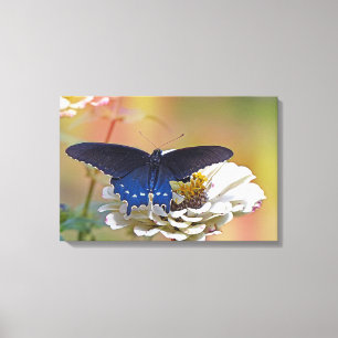 Spicebush Swallowtail Canvas Print