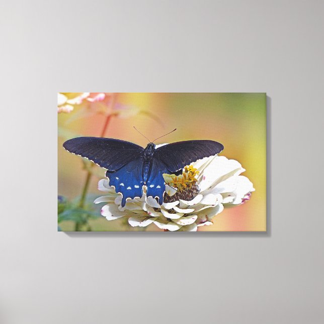 Spicebush Swallowtail Canvas Print (Front)