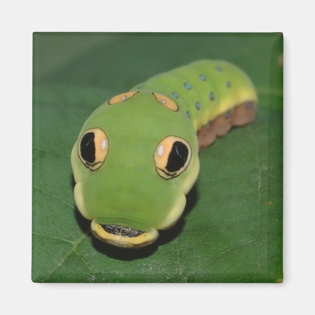 Spicebush Swallowtail caterpillar Magnet (Front)