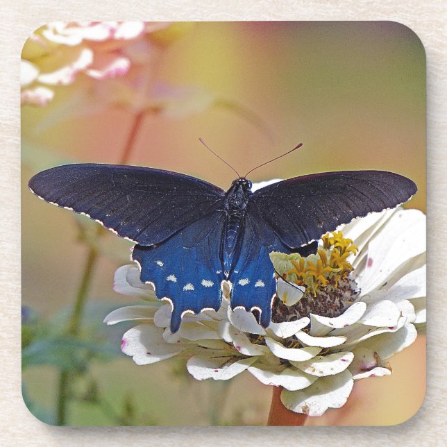 Spicebush Swallowtail Coaster (Front)