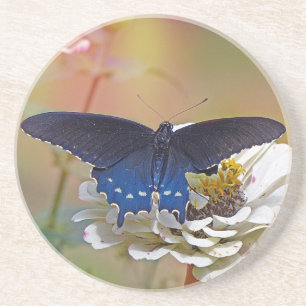 Spicebush Swallowtail Coaster