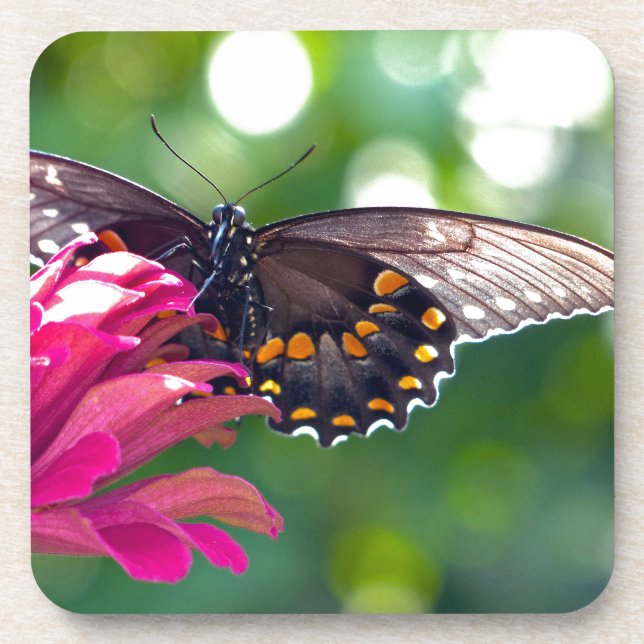 Spicebush Swallowtail Coaster (Front)