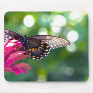 Spicebush Swallowtail Mouse Pad