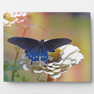 Spicebush Swallowtail Plaque