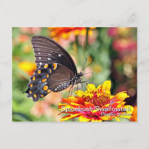 Spicebush Swallowtail Postcard