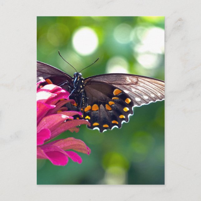 Spicebush Swallowtail Postcard (Front)