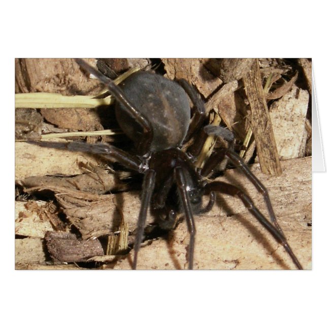 Spider (Front Horizontal)