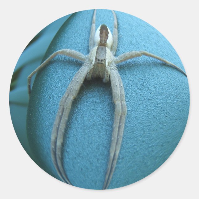 Spider 164 ~ sticker (Front)