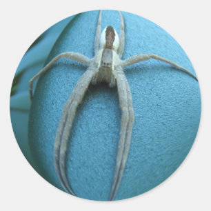 Spider 164 ~ sticker