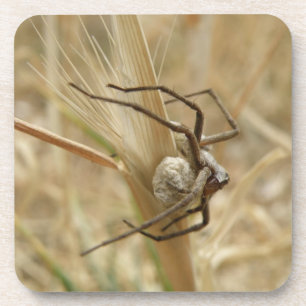 Spider and Egg Sac Cork Coaster