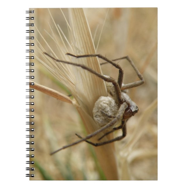 Spider and Egg Sac Notebook (Front)