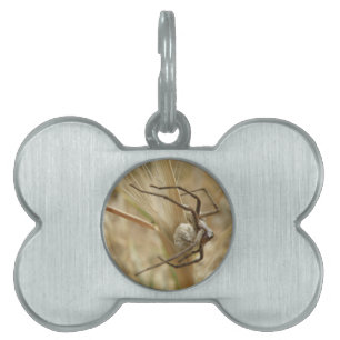 Spider and Egg Sac Pet Tag