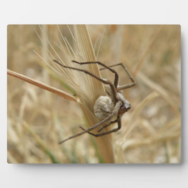 Spider and Egg Sac Plaque (Front)