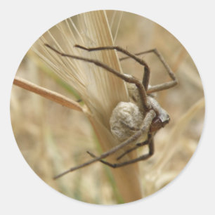 Spider and Egg Sac Stickers