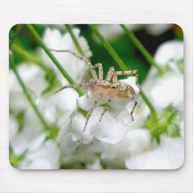 Spider Araneus Mousepad (Front)