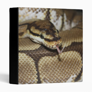 Spider Ball Python Binders