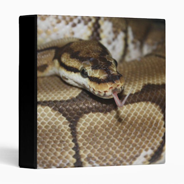 Spider Ball Python Binders (Front/Spine)