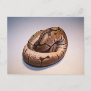 Spider Ball Python Postcard