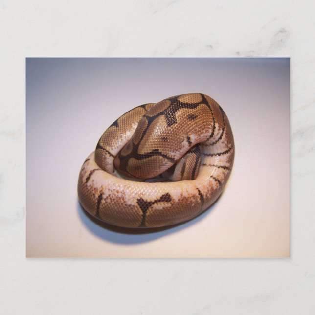 Spider Ball Python Postcard (Front)